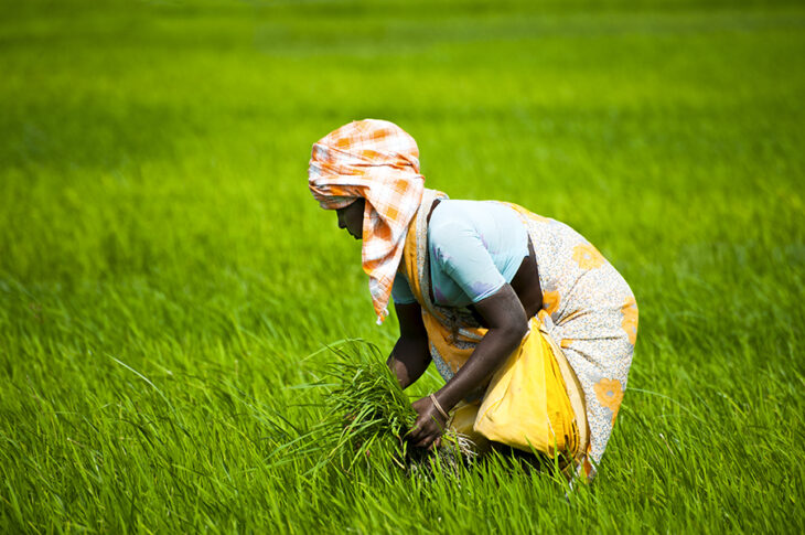 Harvest time Budget 2021